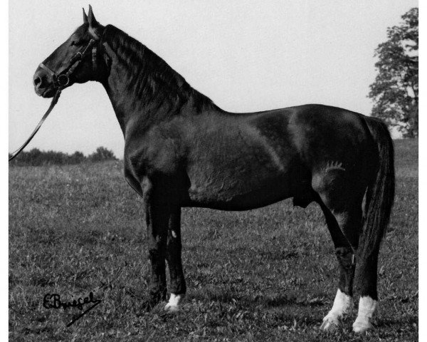 stallion Freisohn (Württemberger, 1959, from Feierabend)
