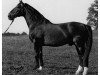 stallion Freisohn (Württemberger, 1959, from Feierabend)