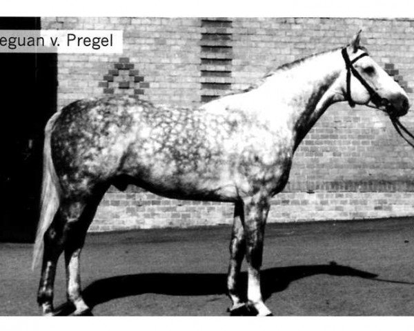 stallion Leguan (Trakehner, 1976, from Pregel)