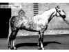 stallion Leguan (Trakehner, 1976, from Pregel)