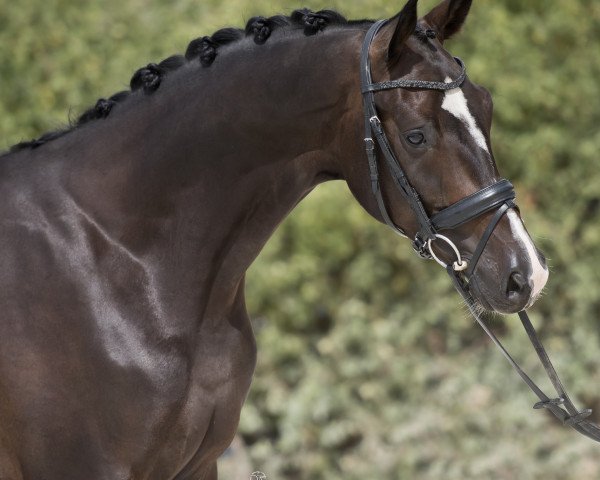 dressage horse Krackwakwou (KWPN (Royal Dutch Sporthorse), 2015, from Goldberg)