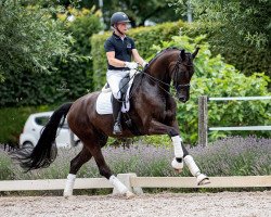 dressage horse Hashtag (KWPN (Royal Dutch Sporthorse), 2012, from Sir Donnerhall I)