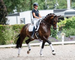 dressage horse In Person (KWPN (Royal Dutch Sporthorse), 2013, from Zack)