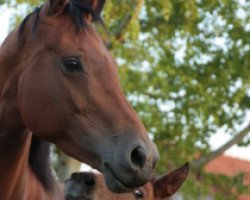 broodmare Latakia (Zweibrücken, 2007, from Lancado)