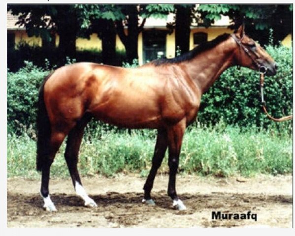 stallion Muraafq xx (Thoroughbred, 1991, from Dominion xx)