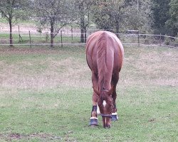 dressage horse David Guetta 5 (Westphalian, 2014, from Daley Thompson)