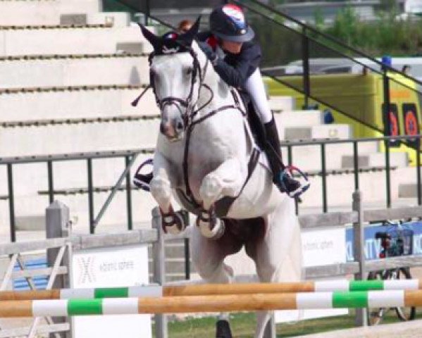 stallion Mister Chayottes Z (Zangersheide riding horse, 2007, from Mr Blue)