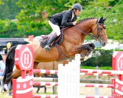 stallion Querio de Toscane (Selle Français, 2004, from Diamant de Semilly)