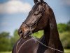 dressage horse Crispello Negro (Oldenburg, 2012, from Christ)