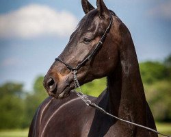 dressage horse Crispello Negro (Oldenburg, 2012, from Christ)