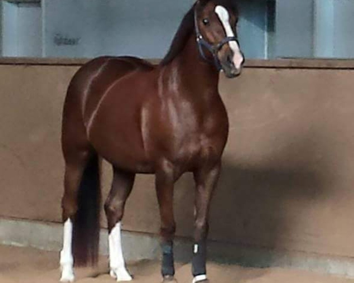 broodmare Charismas Whitney (German Riding Pony, 2003, from Viktoria's Colano)