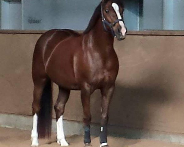 Zuchtstute Charismas Whitney (Deutsches Reitpony, 2003, von Viktoria's Colano)