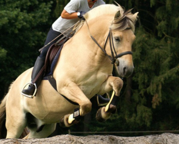 horse Randi vom Waldnußbaum (Fjord Horse, 2001, from Ragnar)