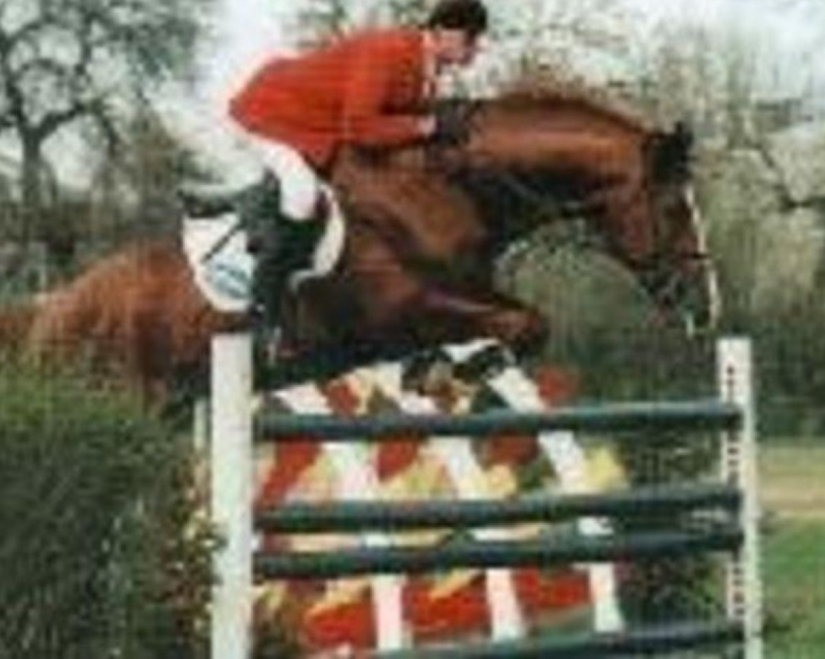 stallion Elvis (KWPN (Royal Dutch Sporthorse), 1986, from Le Mexico)