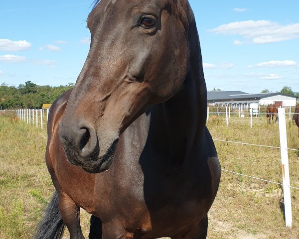 broodmare Colina H (Holsteiner, 2004, from Conteur)