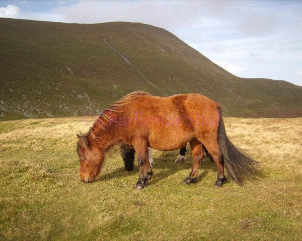 Zuchtstute Musselbrough Illona (Shetland Pony, 2010, von Musselbrough Keltic)