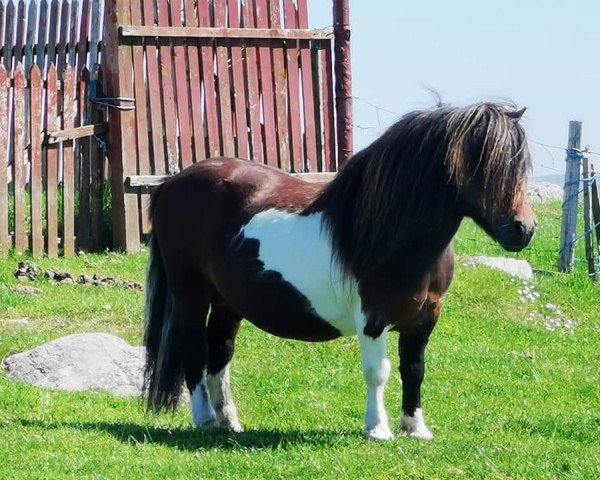 Deckhengst Musselbrough Keltic (Shetland Pony, 1999, von Drum Rainbow)