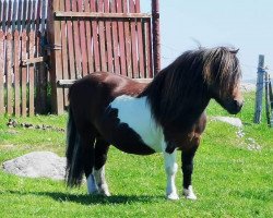 stallion Musselbrough Keltic (Shetland Pony, 1999, from Drum Rainbow)