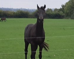 jumper Nono (Holsteiner, 2017, from Nouma D'Auzay)