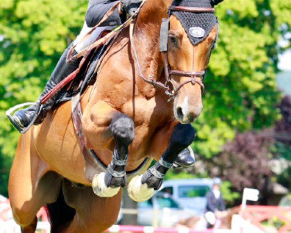 Springpferd Albert S (Holsteiner, 2004, von Almani)