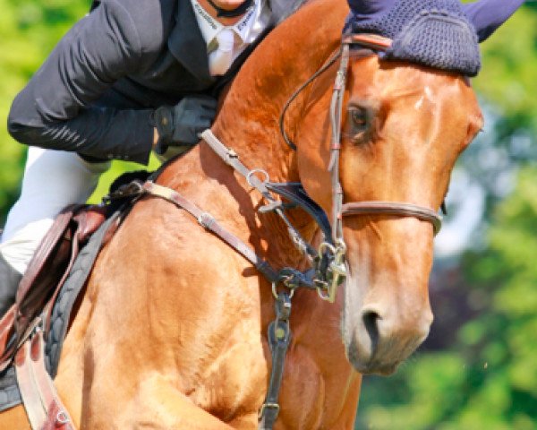 broodmare Quapitale du Lavoir (Selle Français, 2004, from Heartbreaker)