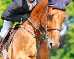 broodmare Quapitale du Lavoir (Selle Français, 2004, from Heartbreaker)