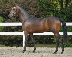 dressage horse Hengst von D-Power AT / Dornier B (German Riding Pony, 2018, from D-Power AT)