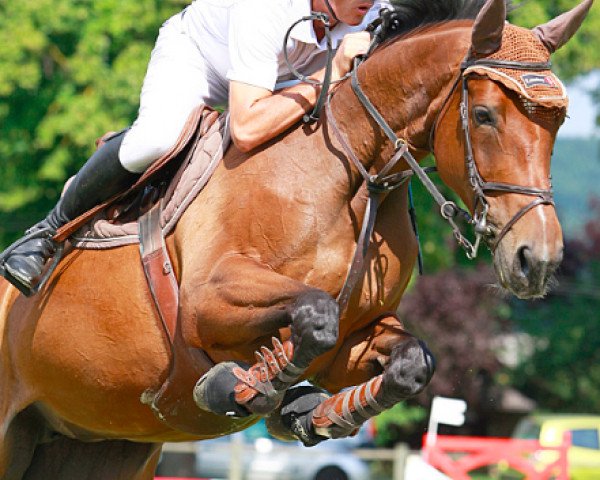 Pferd Queen To Conquer (Selle Français, 2004, von Concorde)