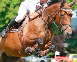 Pferd Queen To Conquer (Selle Français, 2004, von Concorde)