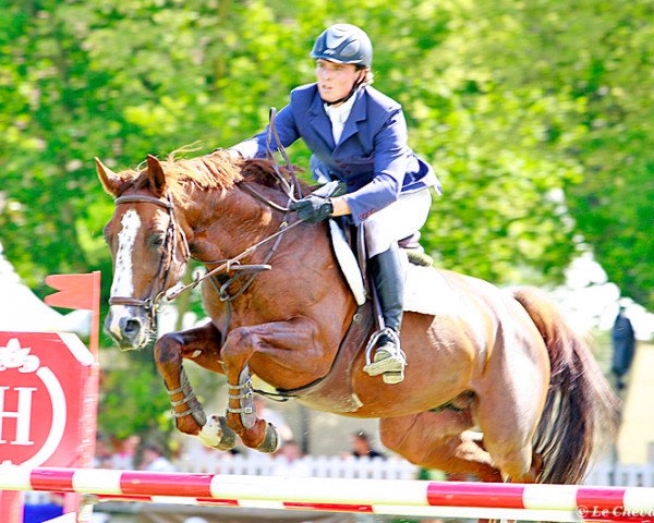 Deckhengst Quilly de Momplaisir (Selle Français, 2004, von Flipper d'Elle)