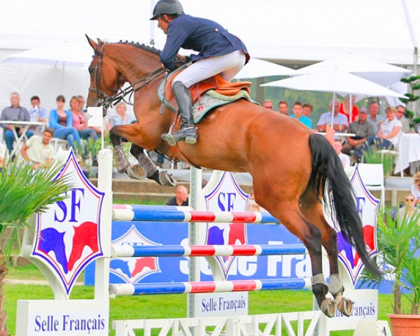 broodmare Quiloa Sauvage (Selle Français, 2004, from Ivanohe Sauvage)