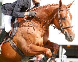 horse Quaprice des Joncs (Selle Français, 2004, from Eyken des Fontenis)