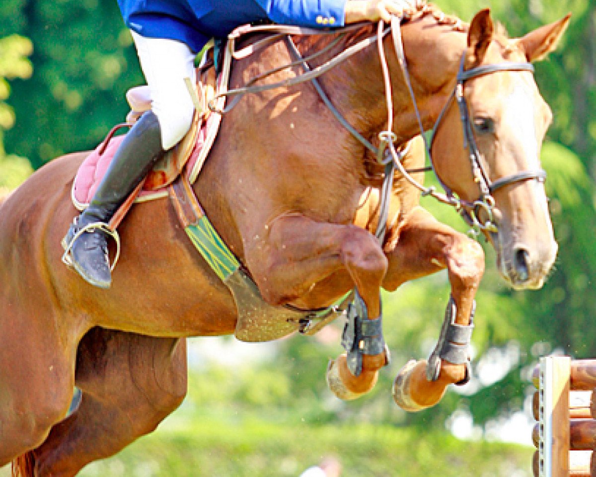 broodmare Servoise (Selle Français, 2006, from Jarnac)