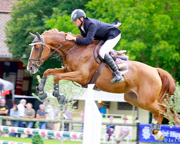 broodmare Quasiment du Defend (Selle Français, 2004, from Tarzan de Beaulieu)