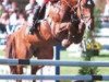 stallion Funchal de Semilly (Selle Français, 1993, from Rosire)