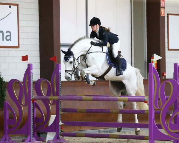 Springpferd Coconut Pearl (Rheinländer, 2011, von Calico 8)