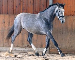 Pferd Carino (Deutsches Sportpferd, 2010, von Colman)