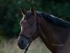 dressage horse Robbie Williams 9 (Rhinelander, 2008, from Rocket Star)