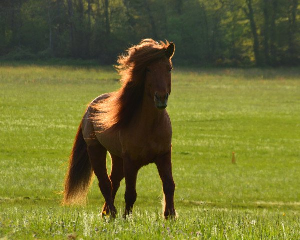 horse Brandur von der Hexenhöhe (Iceland Horse, 2003, from Hrani vom Schloßberg)