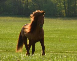 Pferd Brandur von der Hexenhöhe (Islandpferd, 2003, von Hrani vom Schloßberg)