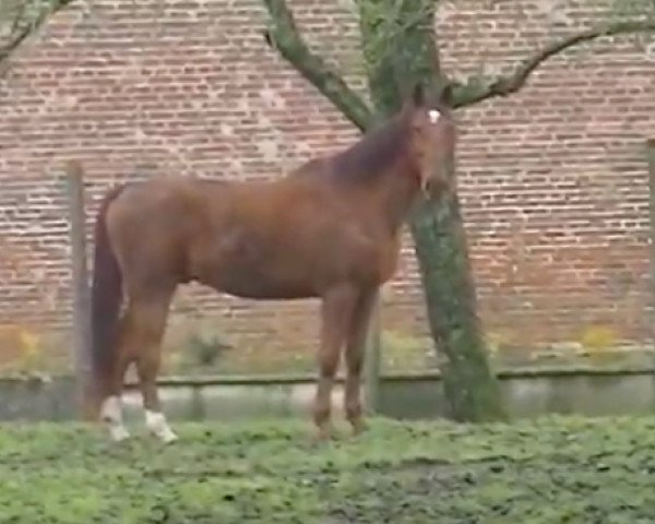 Pferd Quark Maoucha (Selle Français, 2004, von El Dorado Maoucha)