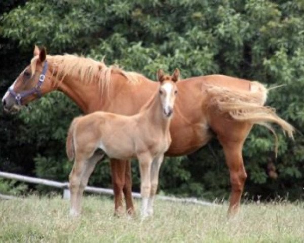 broodmare Ruby Maoucha (Selle Français, 2005, from Grenat de Grez)