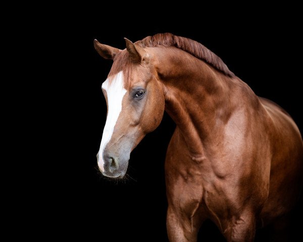 dressage horse Bellini Anidaso (Westphalian, 2013, from Belissimo NRW)