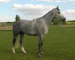 Springpferd Upsa des Ajoncs (Selle Français, 2008, von Mercredi de Mars)