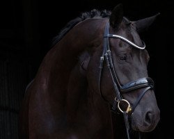 dressage horse Solimare (Hanoverian, 2011, from Soliman)