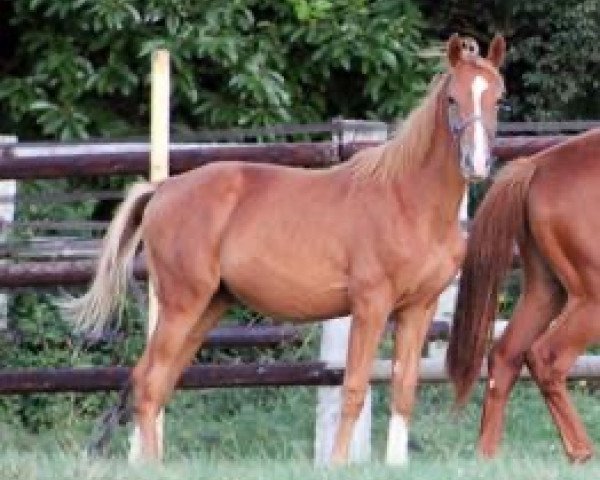 horse Istwood Maoucha (Selle Français, 2018, from Emir d'Helby)