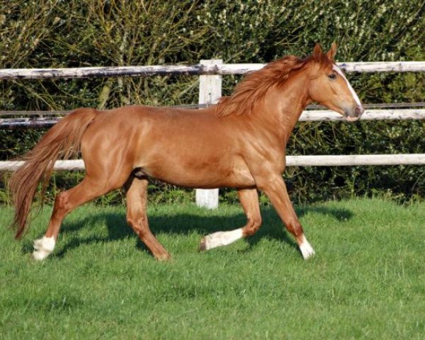 horse Horus Maoucha (Selle Français, 2017, from Emir d'Helby)