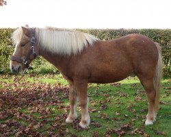 Pferd Flugar vom Brock (Islandpferd, 1993, von Glæsir frá Syðra-Skörðugili)