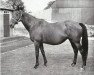 broodmare Phase xx (Thoroughbred, 1939, from Windsor Lad xx)