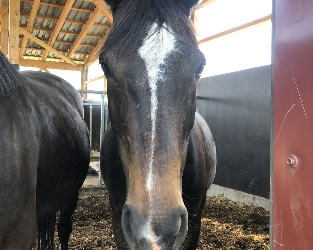 broodmare Renaissance HS (Hanoverian, 2001, from Rotspon)
